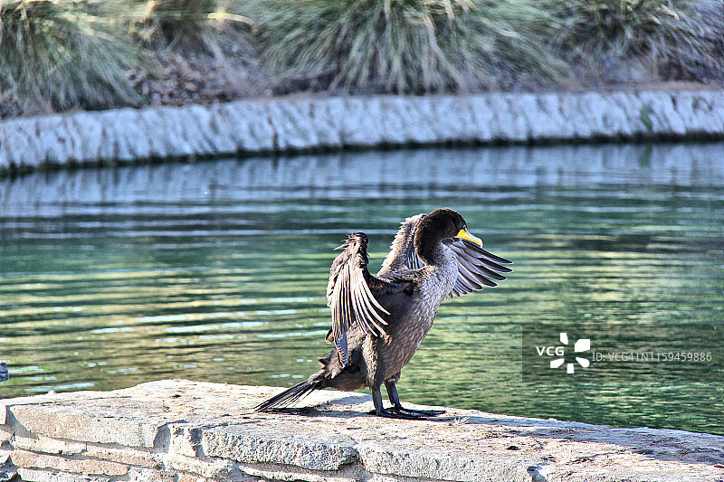 双冠鸬鹚图片素材