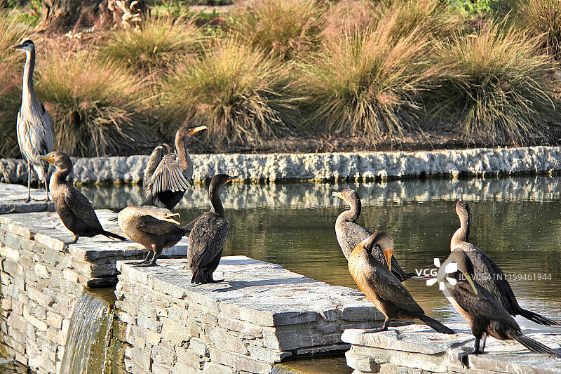 双冠鸬鹚图片素材