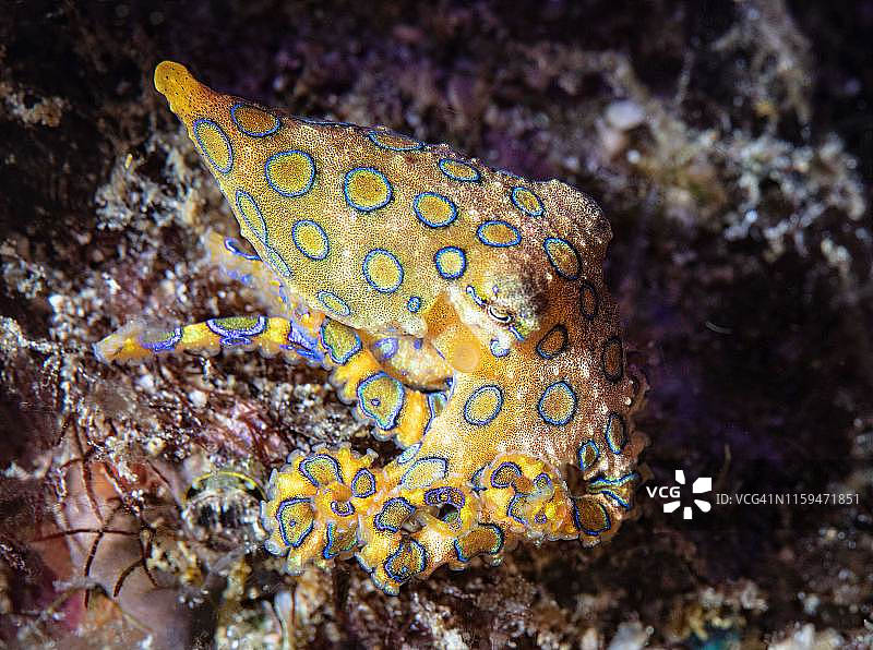 蓝环章鱼展示警戒色图片素材