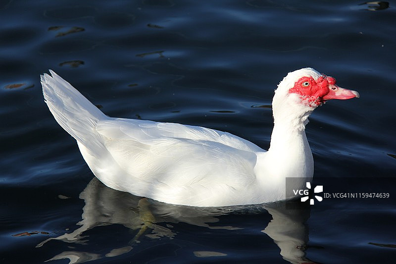 麝香鸭图片素材