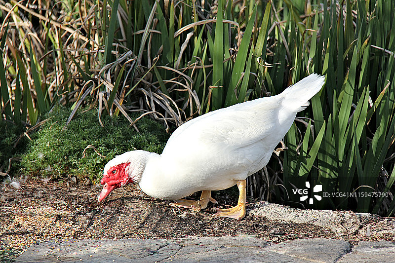 麝香鸭图片素材