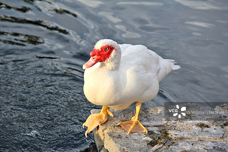 麝香鸭图片素材