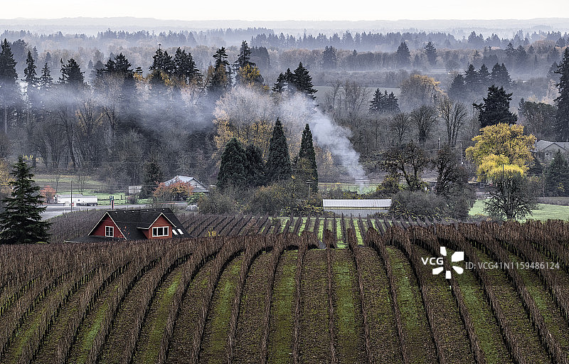 威拉米特谷葡萄园秋景图片素材
