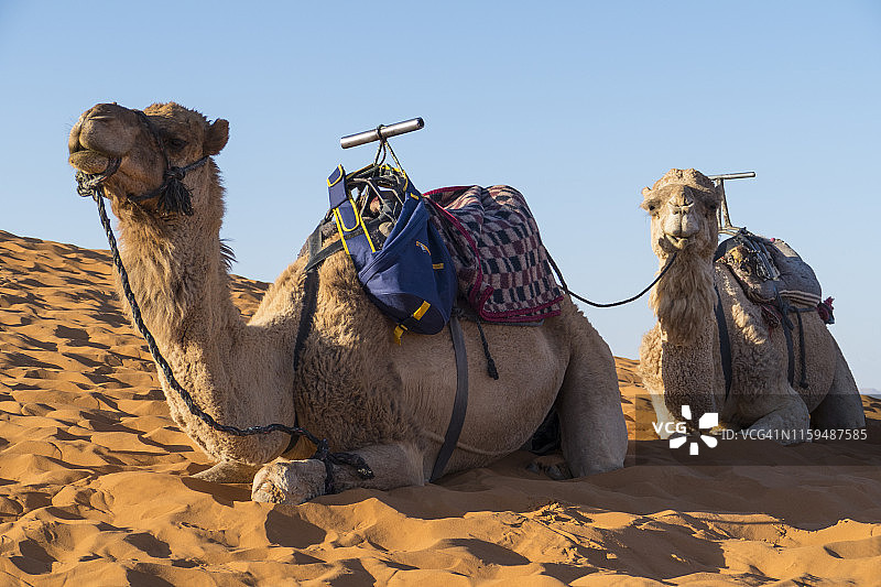 北非摩洛哥撒哈拉沙漠的单峰骆驼图片素材
