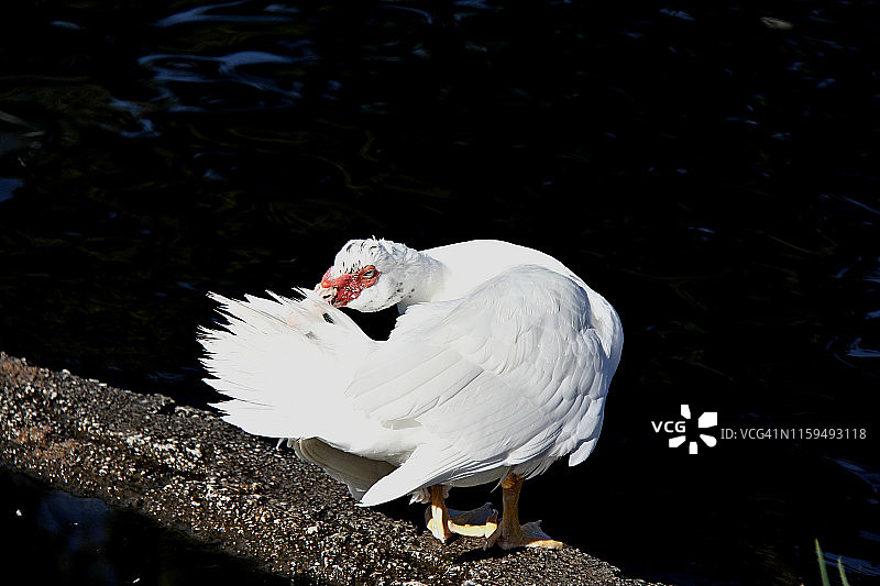 麝香鸭图片素材