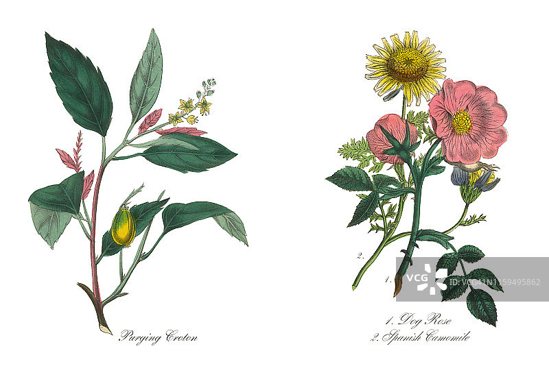 蔷薇和西班牙甘菊维多利亚植物图图片素材