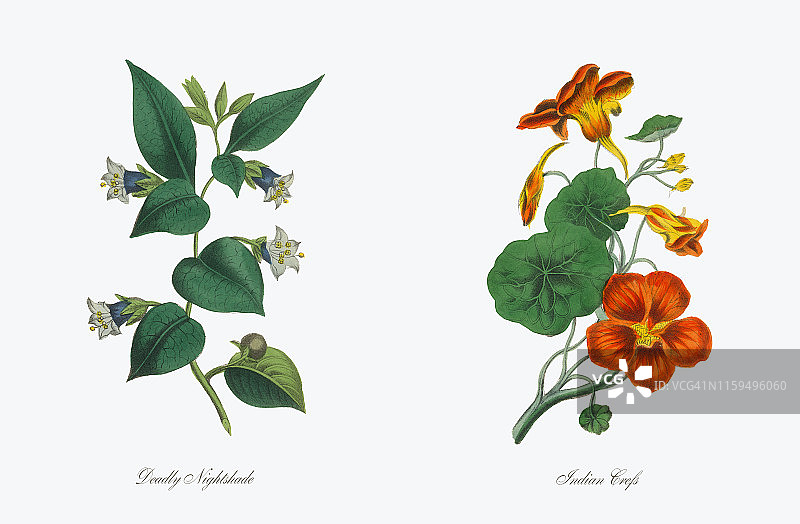 印度维多利亚时期植物插画图片素材