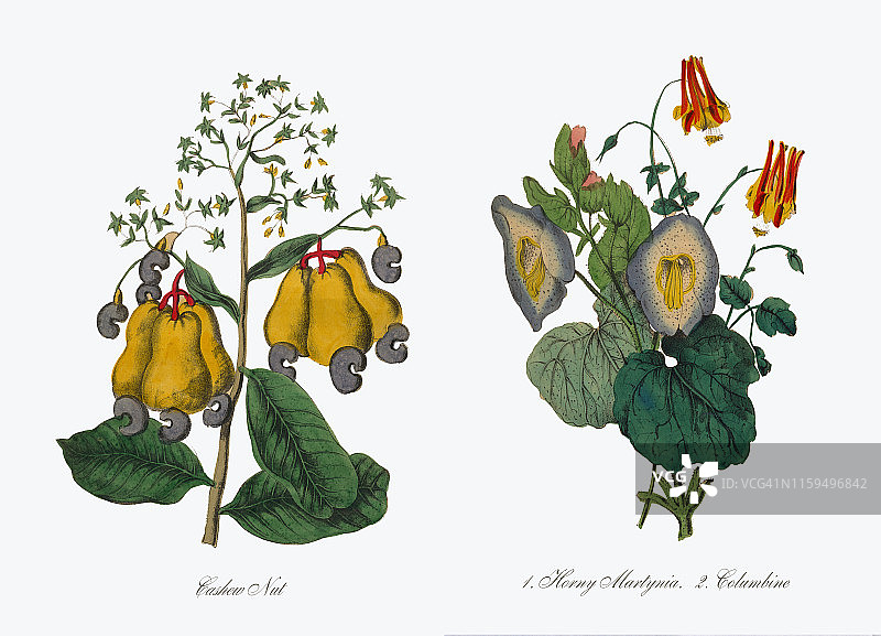 腰果维多利亚植物图谱图片素材