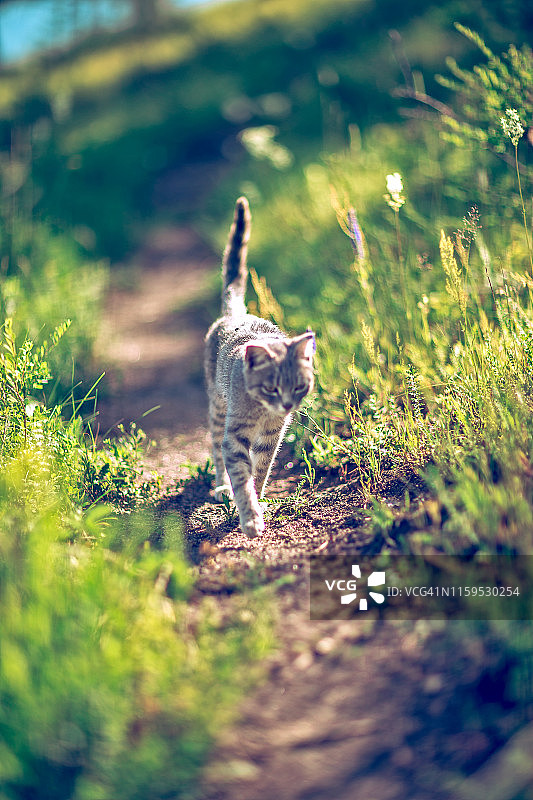 走在山路上的灰色条纹猫图片素材
