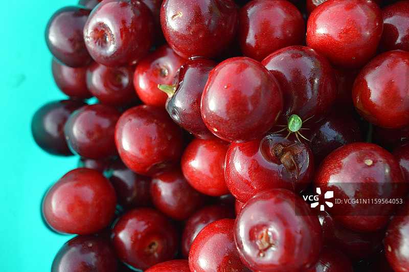 红色樱桃碗中的绿色蜘蛛(Araniella cucurbitina)图片素材