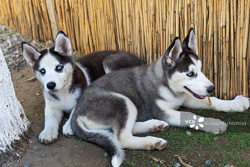 两只小哈士奇犬在玩耍图片素材