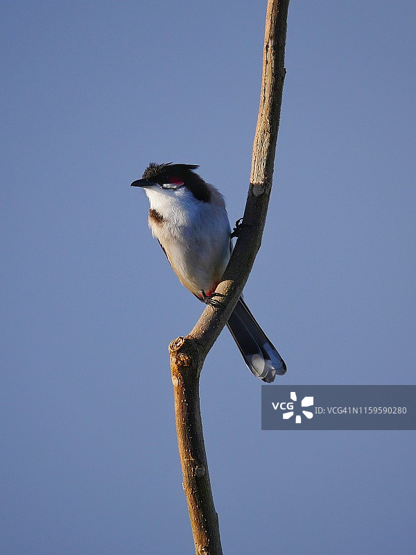 红耳鹎栖息于自然栖息地图片素材