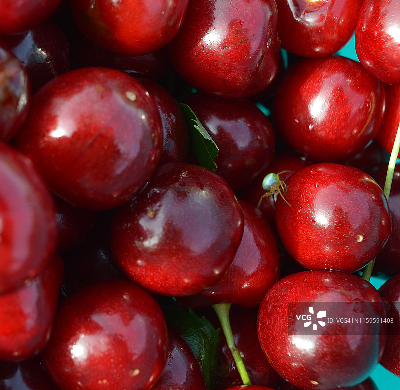 红色樱桃碗中的绿色蜘蛛(Araniella cucurbitina)图片素材