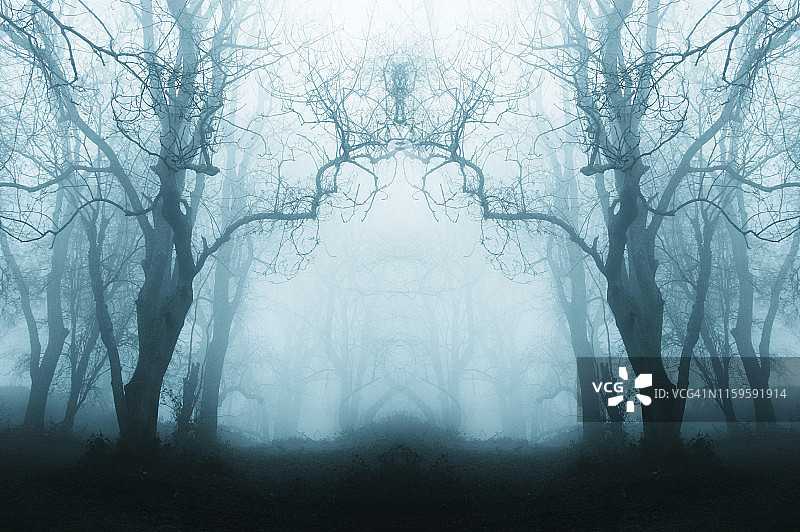 冬季阴森恐怖的森林，树木被雾气衬托出轮廓，柔和的蓝色调图片素材