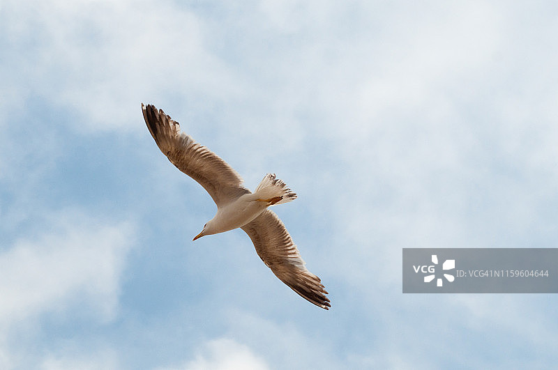海鸥飞图片素材