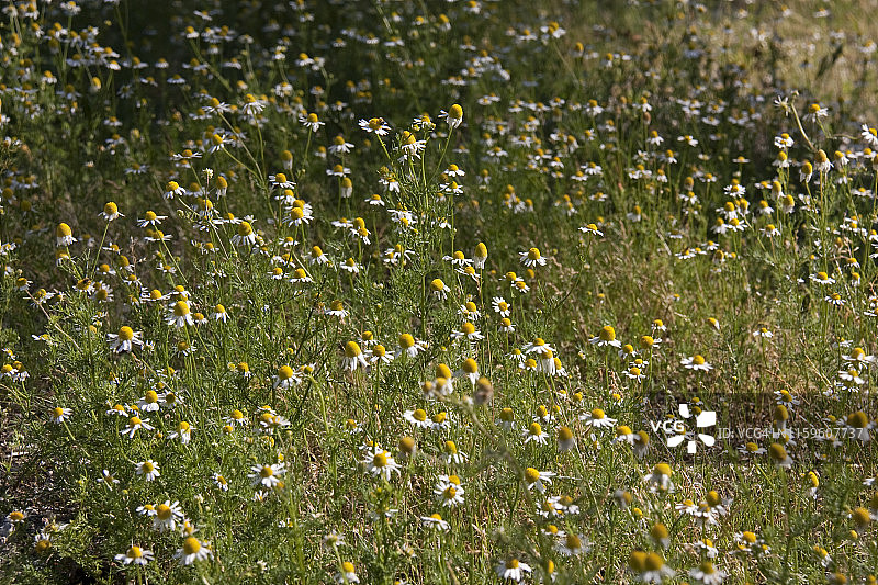 草地上的许多洋甘菊图片素材