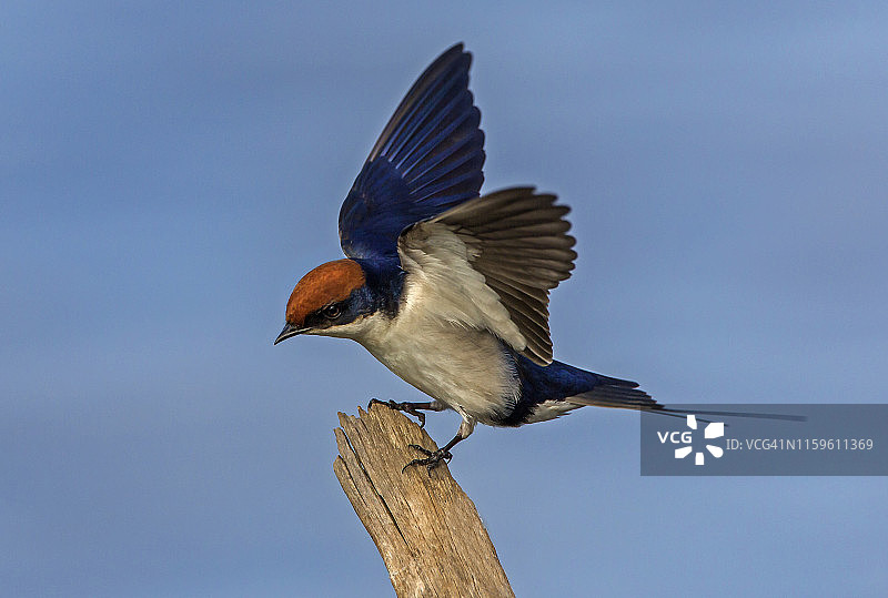 克鲁格国家公园：栖息在篱笆柱上的针尾燕侧视图图片素材
