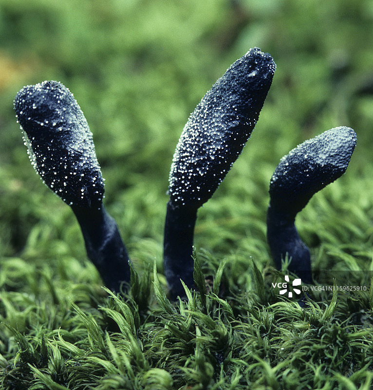 普通土舌菌（Geoglossum difforme）子囊菌的子实体图片素材