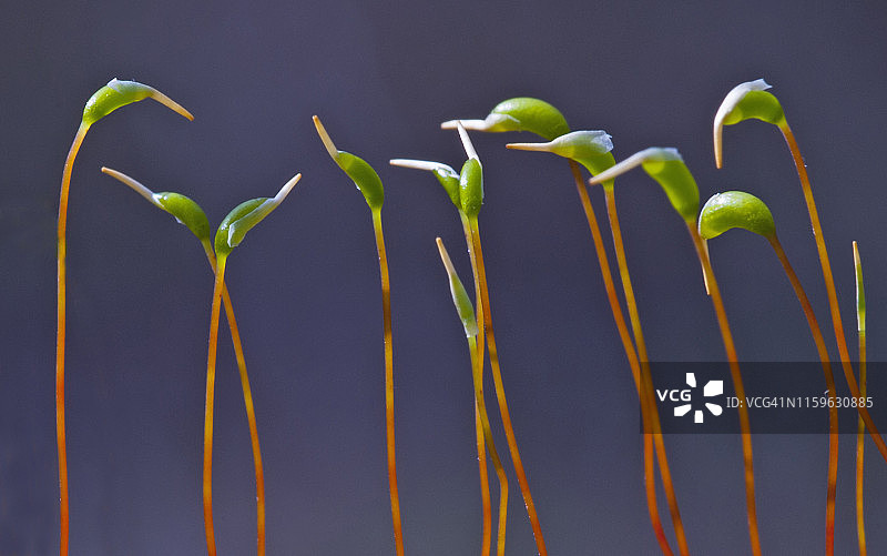 苔藓孢子体与孢蒴（斜沟藓）图片素材