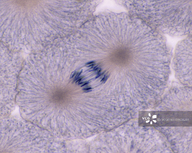 细胞分裂（有丝分裂）后期，白鲑有丝分裂，250倍图片素材