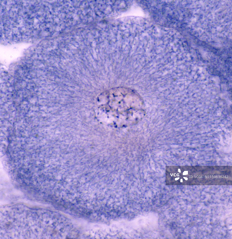 细胞分裂（有丝分裂），间期（非分裂细胞），白鲑有丝分裂，250倍图片素材