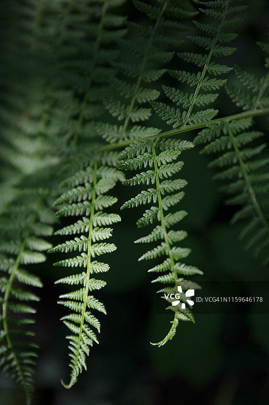 阔叶狗脊蕨图片素材