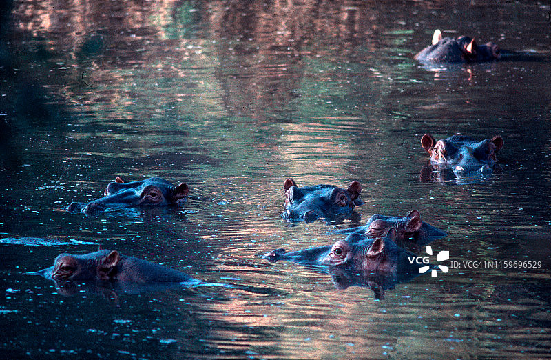 坦桑尼亚河马图片素材