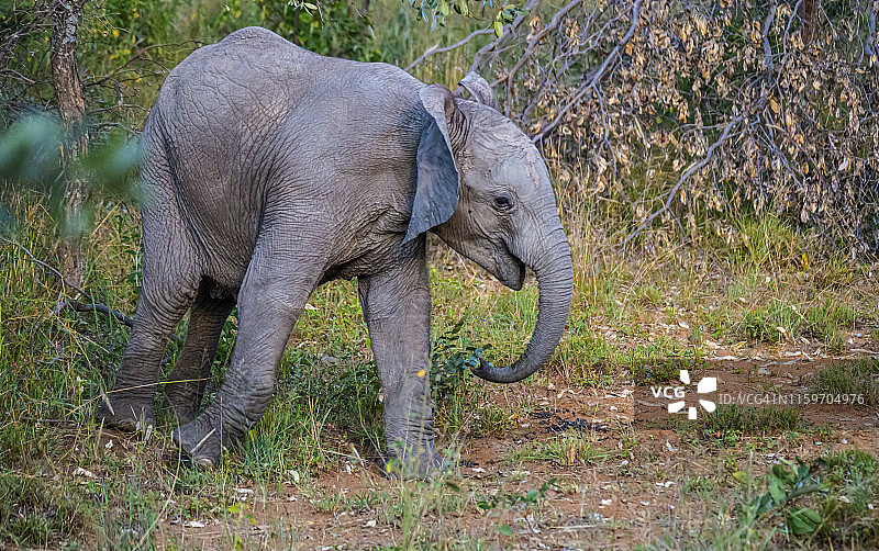 幼年小象图片素材