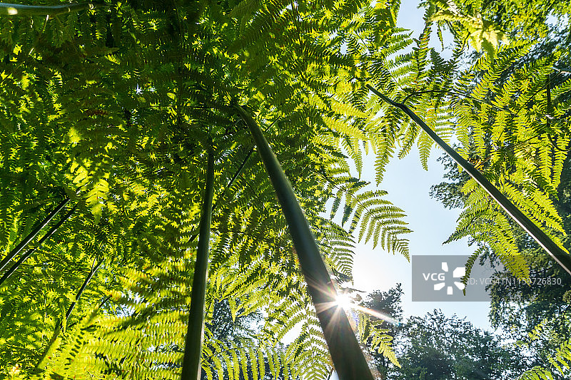 山毛榉森林中的蕨类植物仰视图片素材