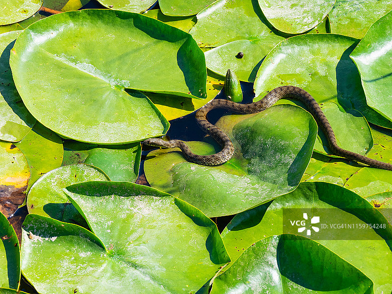欧洲水蛇在湖中睡莲上图片素材