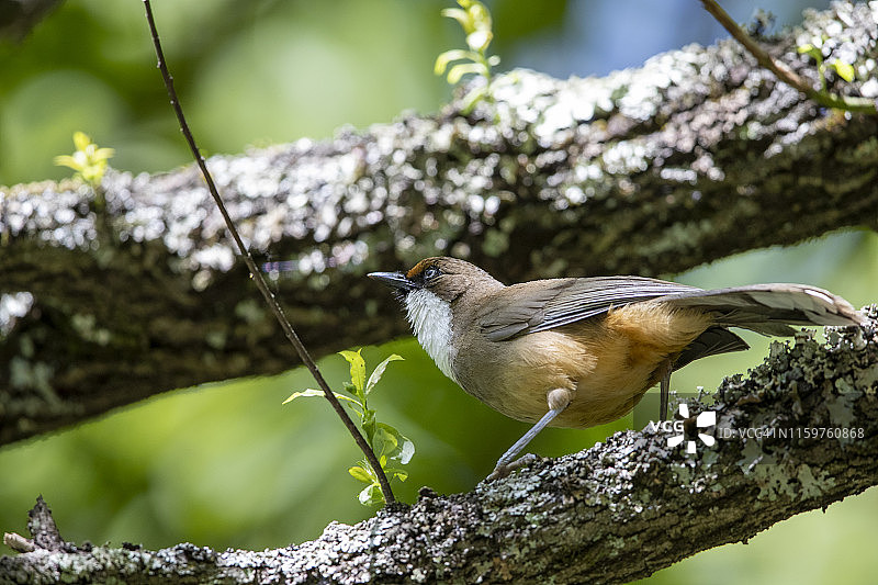 白喉噪鹛图片素材