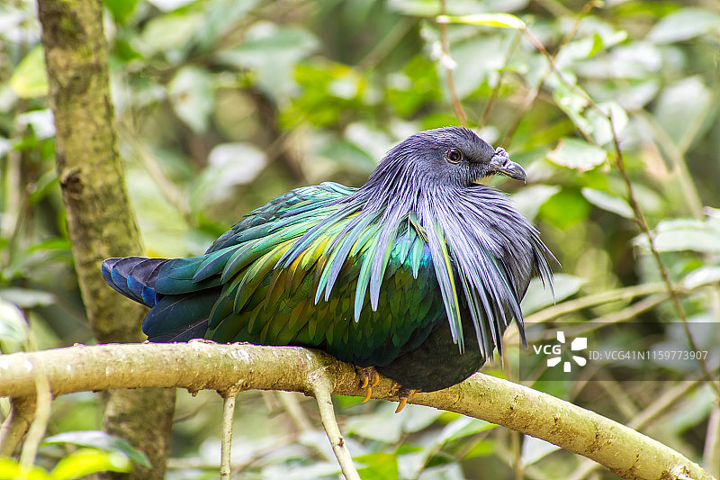 彩色尼柯巴鸠图片素材