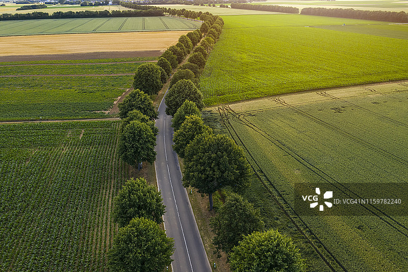 绿树成荫的乡村道路图片素材