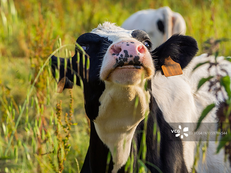 坎塔布里亚（西班牙）草地上的一头奶牛图片素材