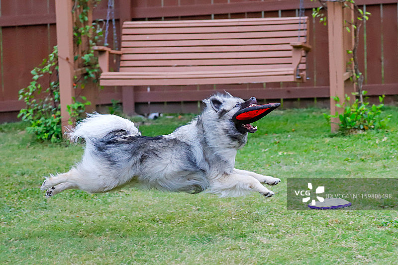 在后院玩接球游戏图片素材