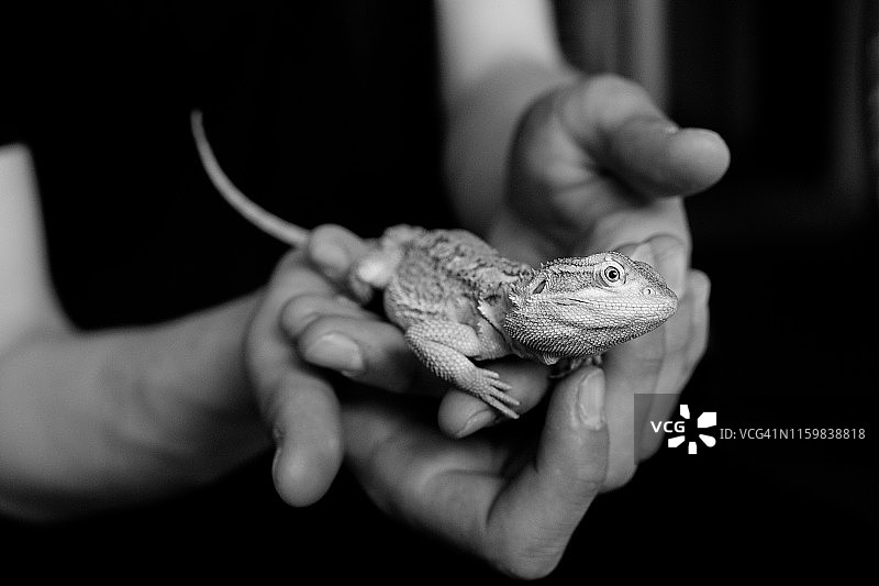 年轻人拿着宠物爬行动物图片素材