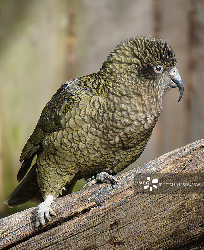 起亚鹦鹉鸟（绿色）图片素材