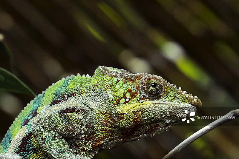 变色龙图片素材