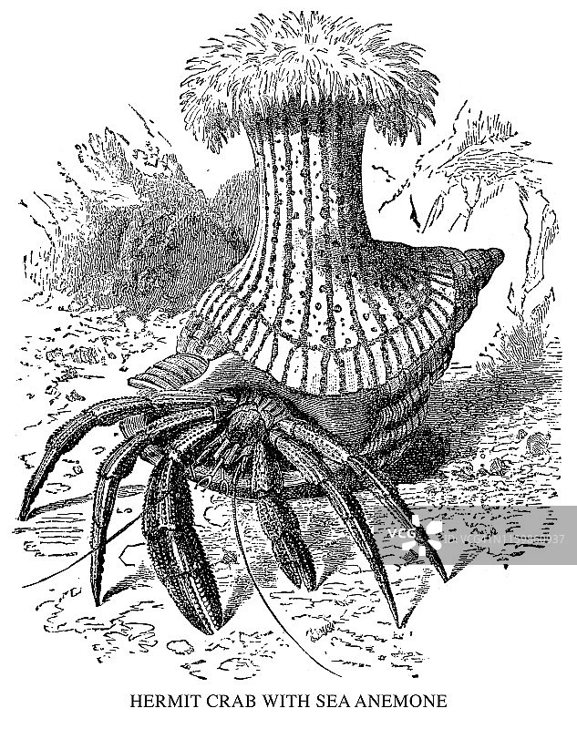 带有海葵的寄居蟹图片素材