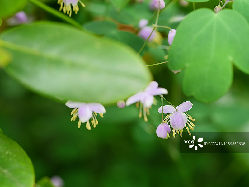 唐松草图片素材