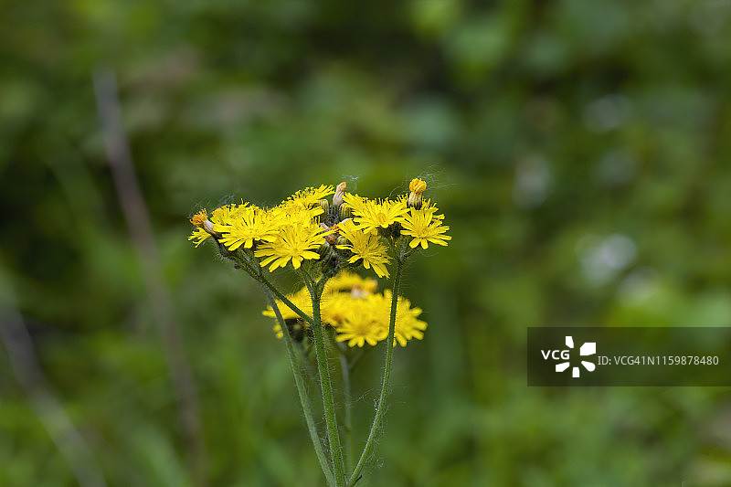 臭味威利图片素材