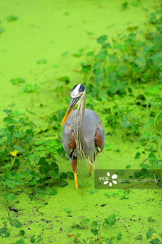 苍鹭在满是浮萍的水中涉水图片素材