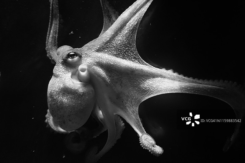 黑白章鱼图片素材