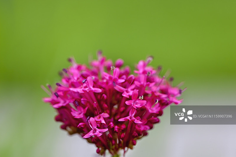 红色缬草图片素材