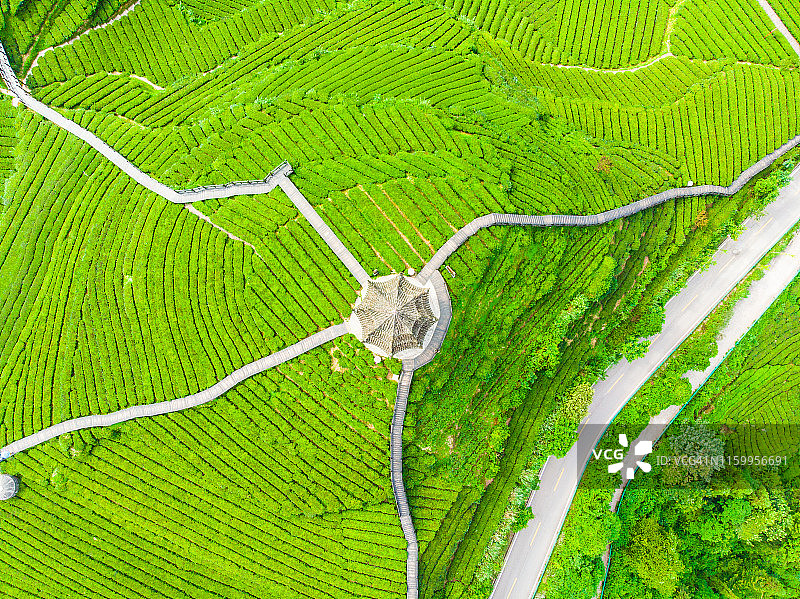 绿色茶园梯田航拍图片素材