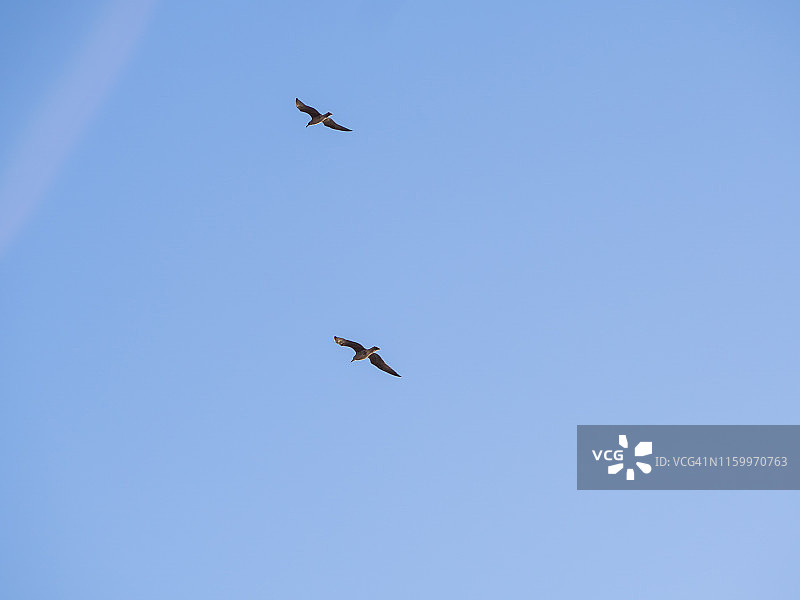 两只飞翔的海鸥图片素材