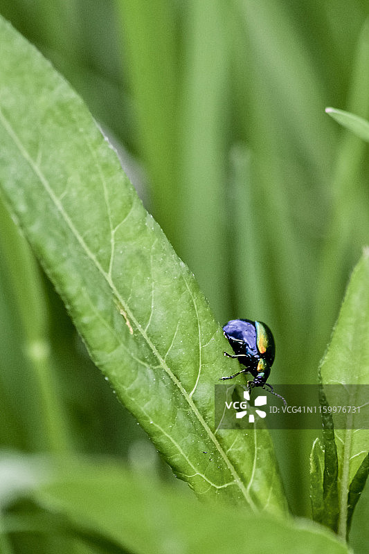 叶甲虫爬下一片叶子。拍摄于哈特希尔水库边。图片素材