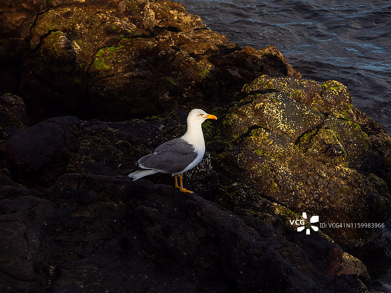 岩石中的海鸥肖像图片素材
