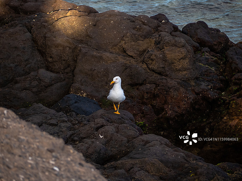岩石中的海鸥肖像图片素材
