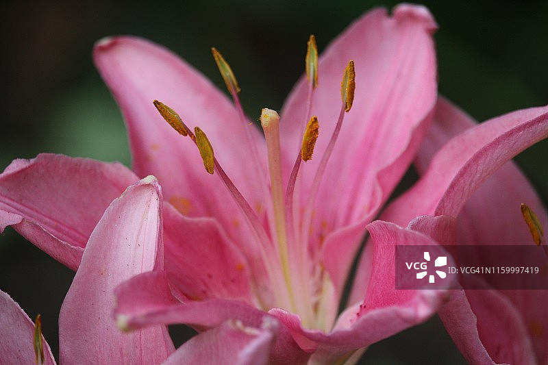 粉色东方百合细节图片素材